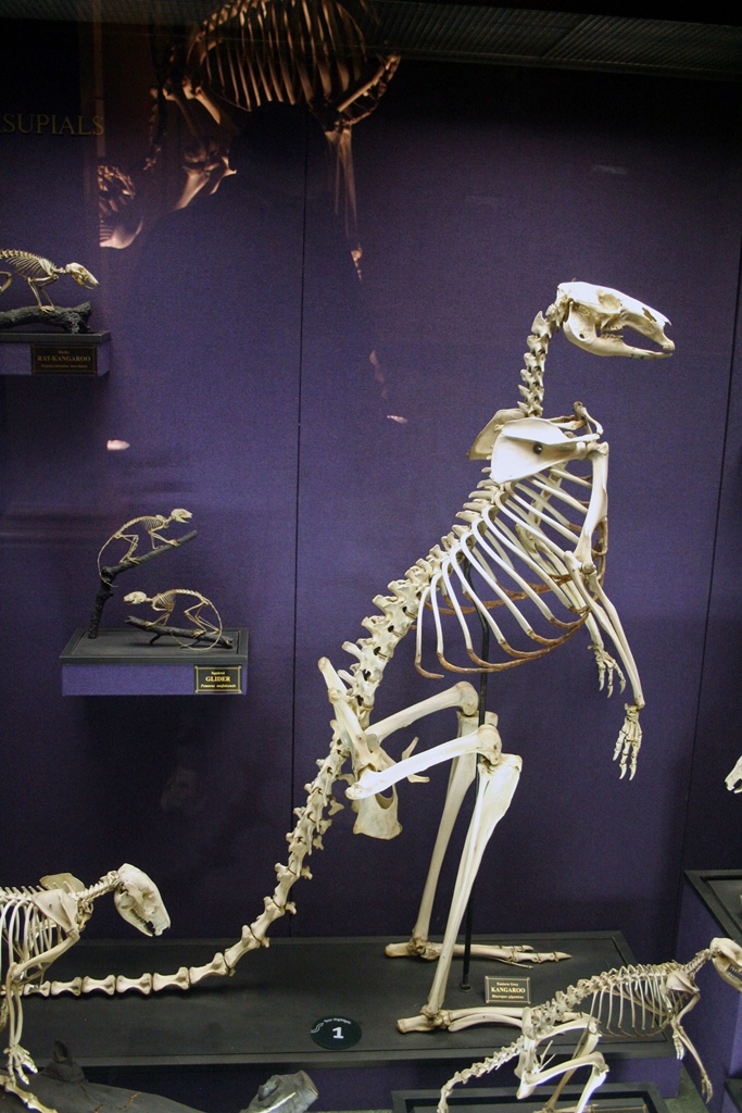 Kangaroo Skeleton
